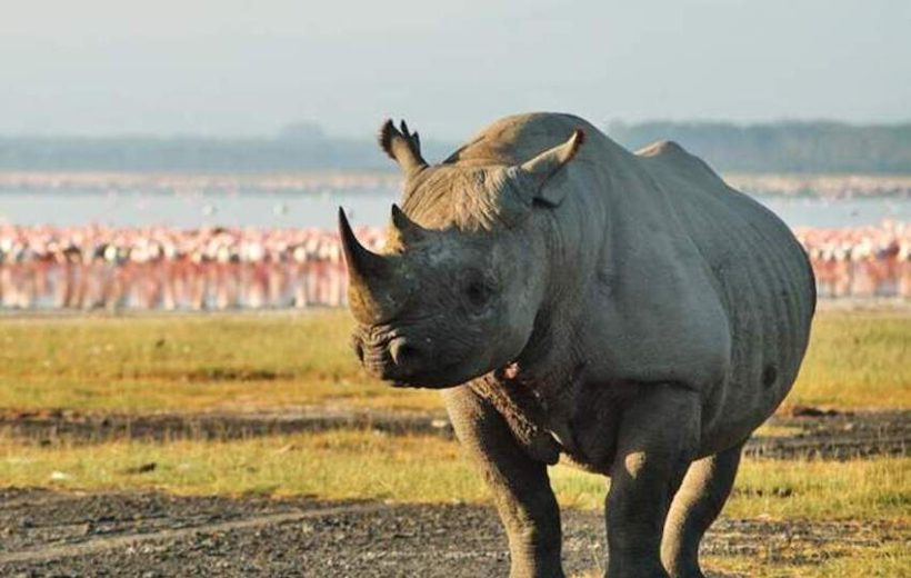 7 Days kenyan Classic Safari