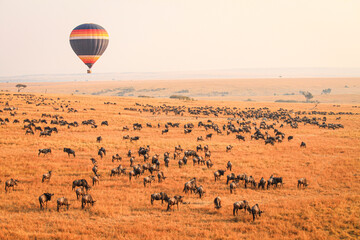 The Great WildeBeest Migration from the Hot Air Balloon Maasai Mara, Kenya: Against the backdrop of a vast blue sky, a hot air balloon floats serenely over the sprawling grasslands, capturing the esse