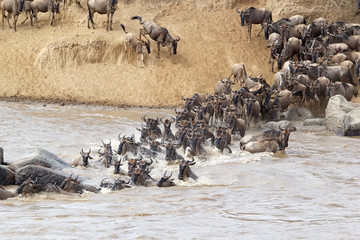 Wildebeest (Connochaetes taurinus) migration