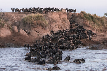 Wildebeests are crossing Mara River. Great Migration, Kenya