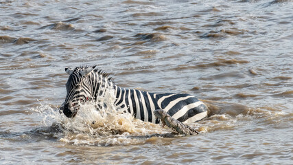Africa, Kenya, Maasai Mara National Reserve. Nile crocodiles attacking zebra crossing Mara River.