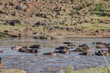 nile crocodiles lying in Mara river between decaying bodies.