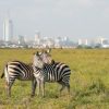 Best 1 Day Safari Nairobi National Park Tour