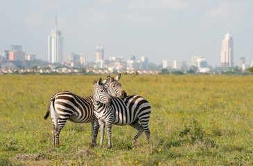Best 1 Day Safari Nairobi National Park Tour