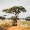 Best Time For a Kenya Safari in 2026