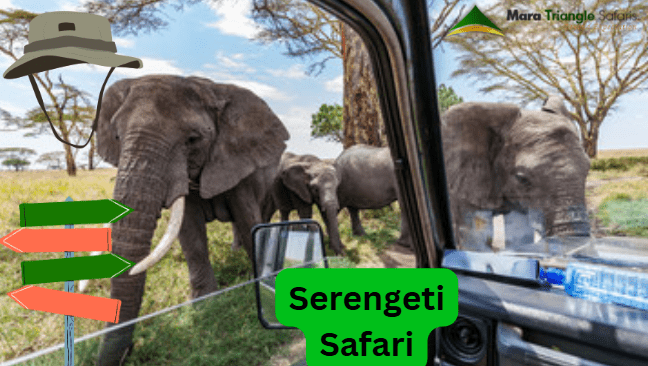Discover the Best Time to Go on a Serengeti Safari