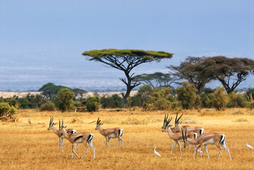 Kenya Safari in 2026