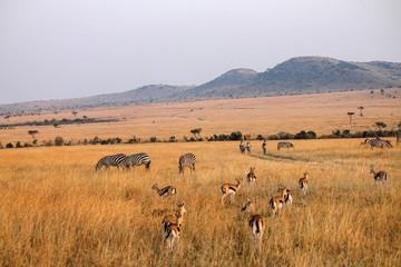 Mara Triangle vs. Masai Mara Reserve