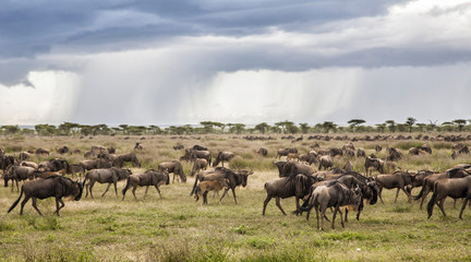 Kenya Safari in the Rainy Season