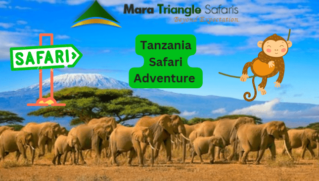 Tanzania Safari