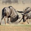 Wildebeest Migration