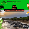 Wildebeest Migration 2025