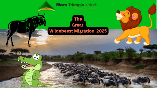 Wildebeest Migration 2025