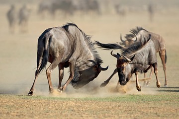Wildebeest Migration