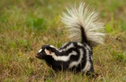 Rare Animals on a Kenyan Safari