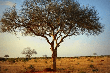 Kenya Safari in January