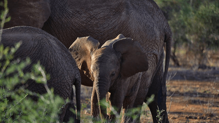 Kenya Safari in January