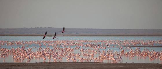 Boat Safaris in Kenya