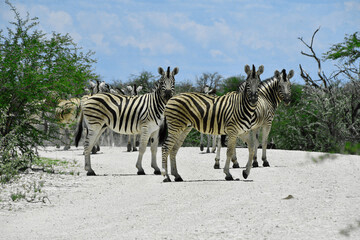 Kenya Safari in January