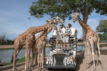 African Safari Cost Per Person