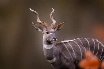 Rare Animals on a Kenyan Safari