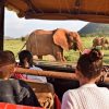 safari with kids